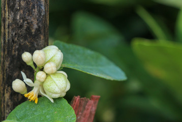 Poster - Lime Tree in the farm