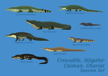 Various Crocodile Alligator Caiman Gharial Species Set Cartoon Vector Illustration