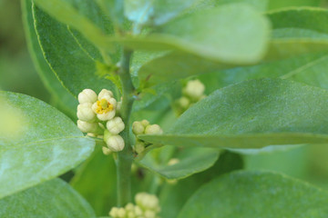 Poster - Lime Tree in the farm