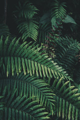 Poster - Fern foliage Dark green and cold detail leaf