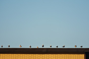 seagulls on the roof