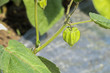 © likit - Cape Gooseberry at garden