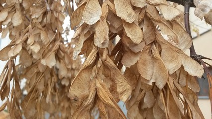 Beige background from ripe seeds of maple