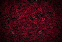 Natural Red Roses Background, Flowers Wall. Roses As Background Picture.