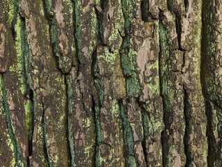 Oak tree bark covered with green lichen. Abstract texture