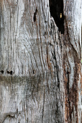 Wall Mural - old wood texture