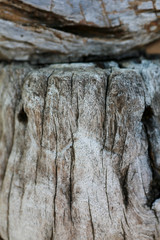 Wall Mural - bark of a tree