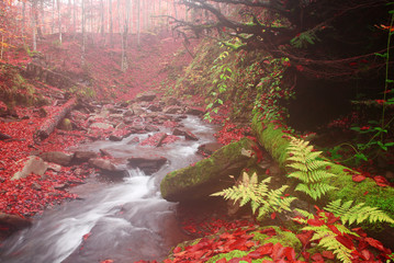 Wall Mural - Fern near a creek in a beech forest.