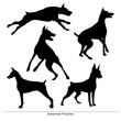 Dog Jumping. Isolated silhouette of a doberman pinscher on a white background