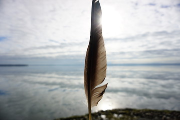 Single feather 