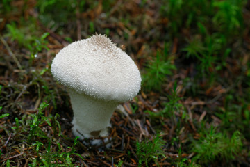 Lycoperdon perlatum, popularly known as the common puffball, warted puffball, gem-studded puffball, or the devil's snuff-box