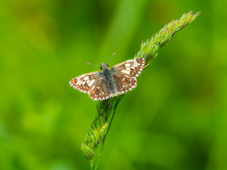 Grizzled Skipper (Pyrgus malvae) resting on a leaf