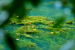 © mustbeyou - Freshwater Aquatic  Weeds and Algae