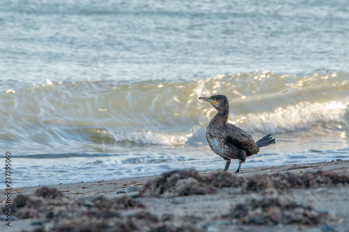 Fotomural Cormorant Standing on Greystones Beach by the Waves