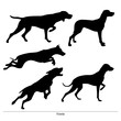 Vizsla breed dog. Vector silhouette of the dog