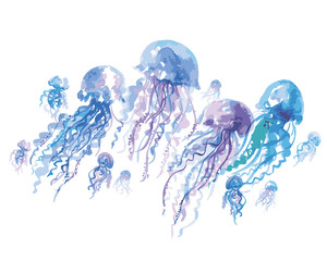 isolated jellyfish groop watercolor illustration