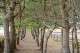 Fototapeta Tęcza - Wide angle view of rows of Japanese Black Pine planted seaside along Shimo Aso Beach. Nobeoka, Japan. Travel and nature.