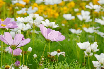 cosmos blooming on grass field in park