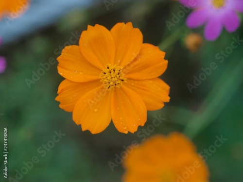 オレンジのコスモス Stock Photo Adobe Stock オレンジのコスモス Stock Photo Adobe Stock