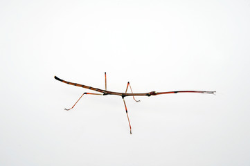 Gespenstschrecke (Staelonchodes sp. / Lonchodes sp.) - stick insect