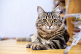 Fototapeta Tulipany - Portrait of a beautiful gray striped cat close up