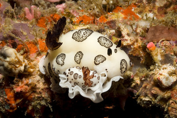 Two Black and White Jorunna (Jorunna funebris) laying eggs on the reef