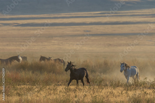 Photo Herd of Wild Horses Running Across the Utah Desert
