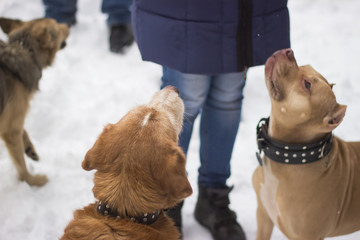 home dogs asking for food in the winter