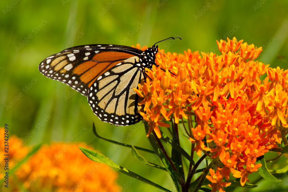 Vibrant orange petals of a flowering plant provide nectar for a monarch butterfly - obrazy, fototapety, plakaty 