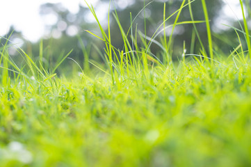 nature green leaf background in close up view on blurred green background in the field with copy space for wording in background use nature green landscape, ecology, refresh, leaf fresh concept.