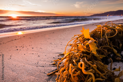 Seaweed Washed Out On A Sandy Beach Bathed In The Sunset Light