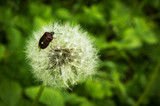 Fototapeta Dmuchawce - Forest bug on dandelion fluffy seeds