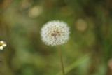 Fototapeta Dmuchawce - Feather Flower