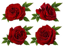 Fresh Beautiful Red Rose With Dewdrops Isolated On White Background With Clipping Path