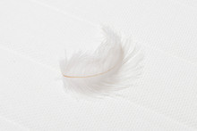 White Feather On Soft Mattress