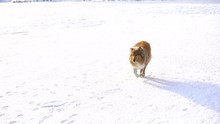 Collie Dog Running On Snow Field