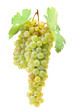 Grapes on a white background
