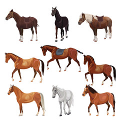 horses in various poses