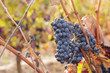 Autumn vineyard in La Rioja, Spain. Shot in November.