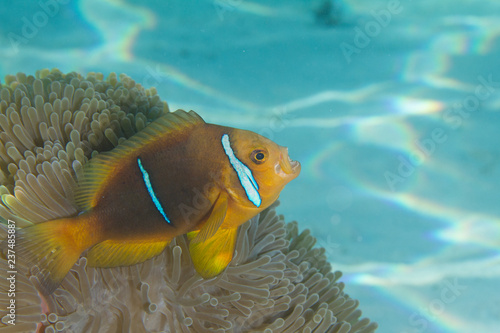 Fotografie, Tablou Clownfish in Anemone in Bora Bora, French Polynesia