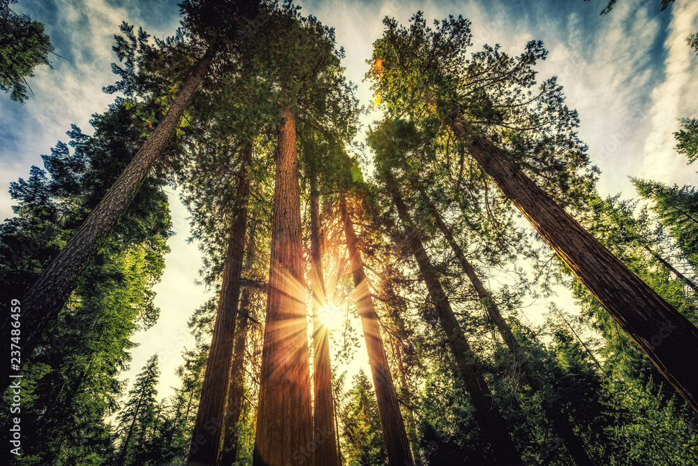 Sunrise on the Sequoias, Mariposa Grove, Yosemite National Park, California 
