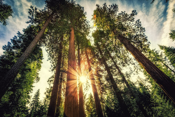 Sunrise on the Sequoias, Mariposa Grove, Yosemite National Park, California 