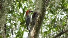 Red-Bellied Woodpecker Feeds On Insects