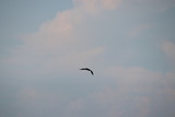 Fototapeta Na sufit - Pelican bird in flight in blue sky over blue sea horizon.