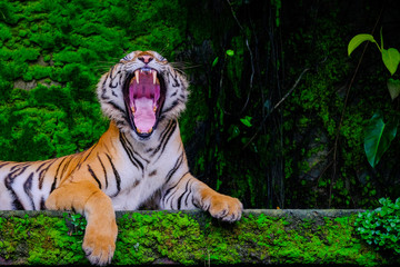 Wall Mural - Bengal tiger resting Near with green moss from inside the jungle zoo .