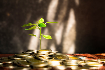 Plant Growing From the Coins. Concept Picture of Saving or Business Investment