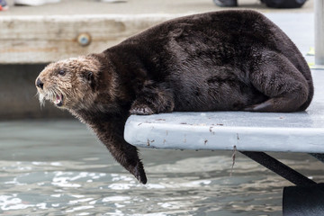 A wild sea otter in the waters of Seward, Alaska near Kenai Fjords National Park in the Kenai Peninsula.