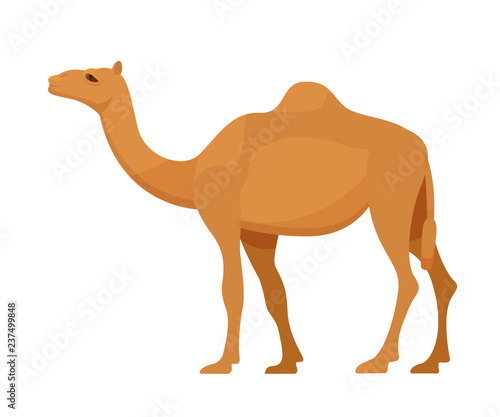 Fotomural Egyptian camel in full growth. Mammal, camel, animal with hooves.