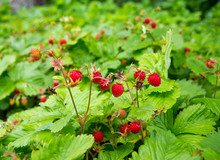 Many Ripe Wild Strawberries On One Bush