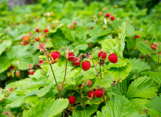 many ripe wild strawberries on one bush